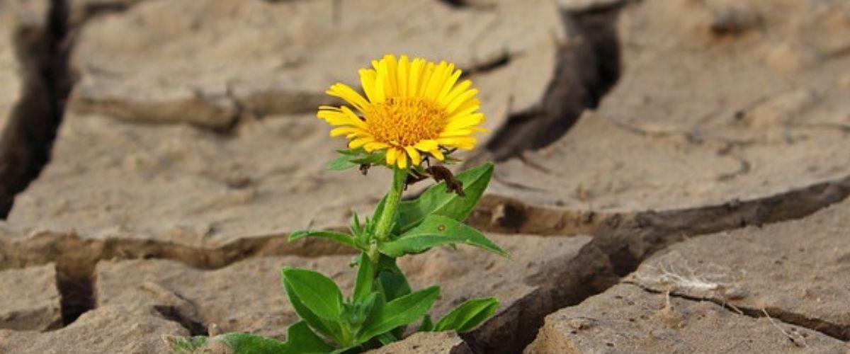 Keltainen kukka kasvaa halkeilevassa kuivassa maassa