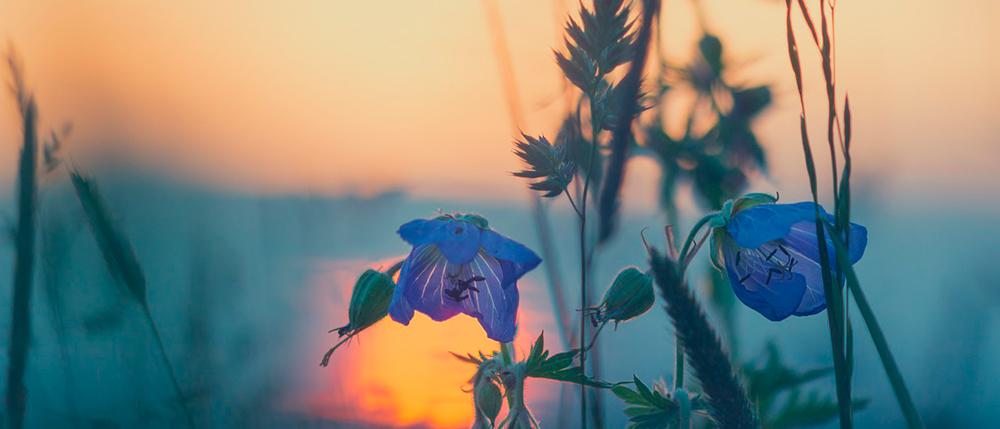kuvassa sinisiä kukkia ja taustalla auringonlasku