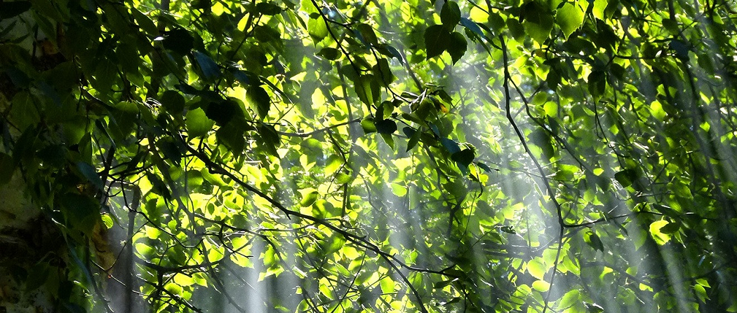 Siivilöityvää valoa vihreiden puun lehtien läpi.
