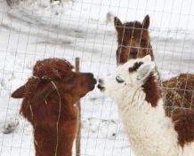 alpakat palmusunnuntaina 14.4.2019_aiheena Bolivia