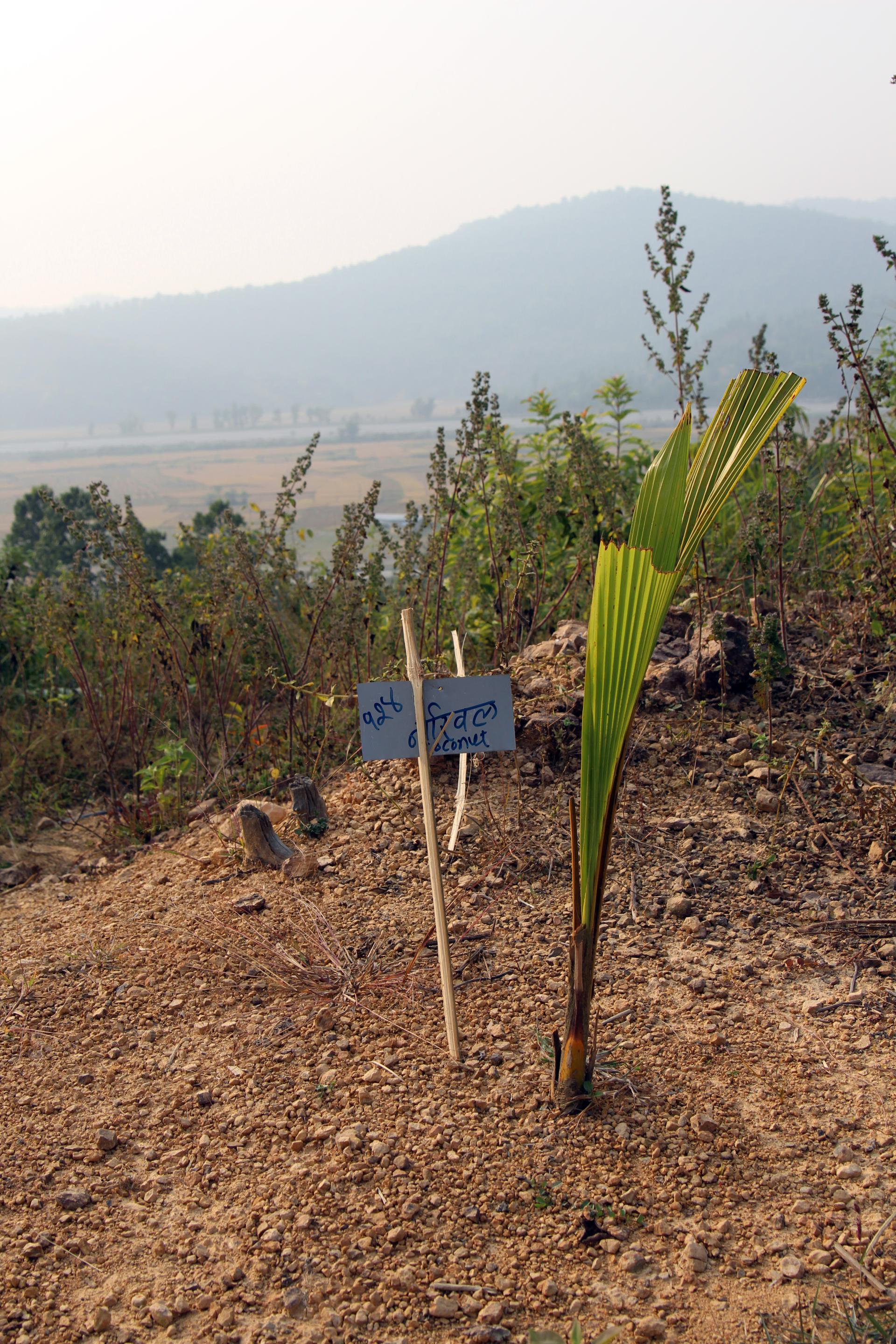 Puuntaimi istutettu Nepalissa.