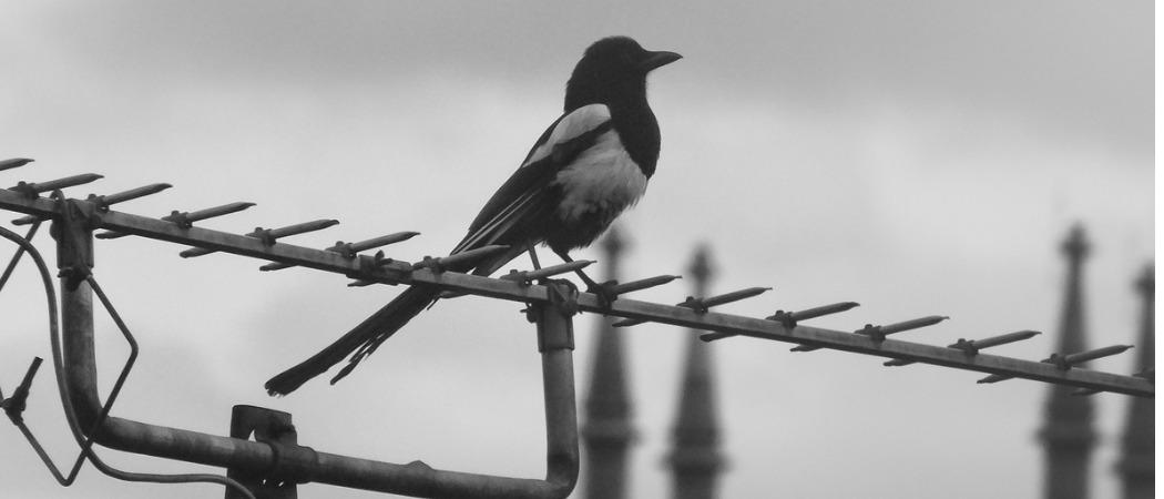 Harakka istuu talon antennin päällä mustavalkoisessa kuvassa
