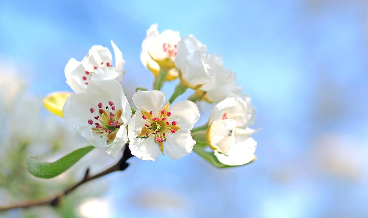 Kuvassa näkyy omenapuun kukkia, taustalla sininen taivas.