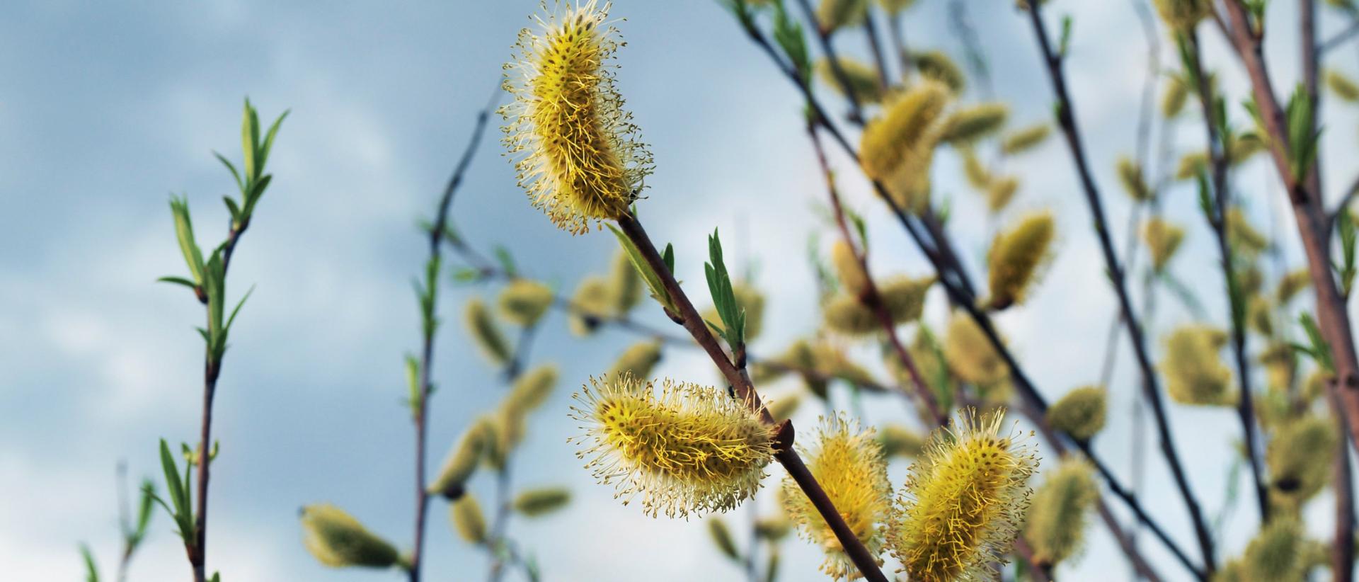 Sinistä taivasta vasten kurottavat kukkivat pajunkissat.