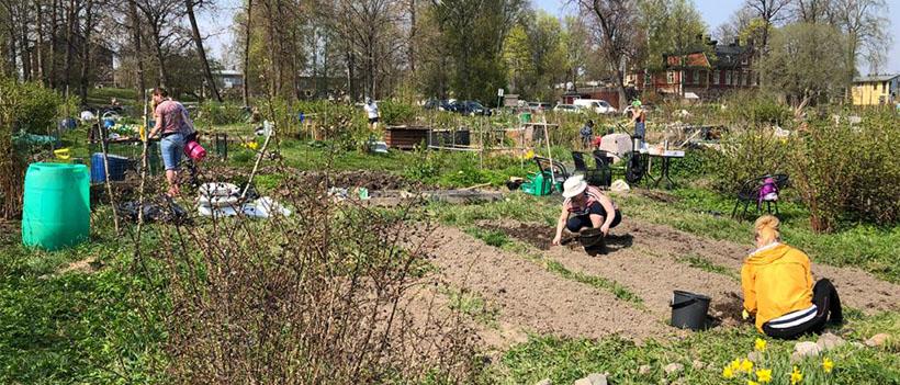 Yleiskuva Vartiokylän seurakunnan palstasta toukokuussa 2021. Ihmisiä kääntämässä maata ja kitkemässä.