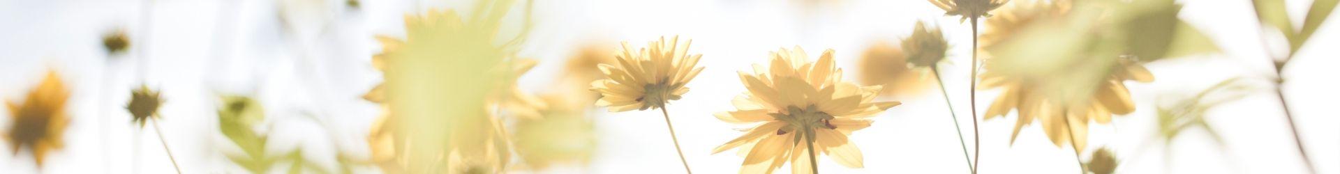 Yläbanneri kesä keltaiset kukat vastavalossa