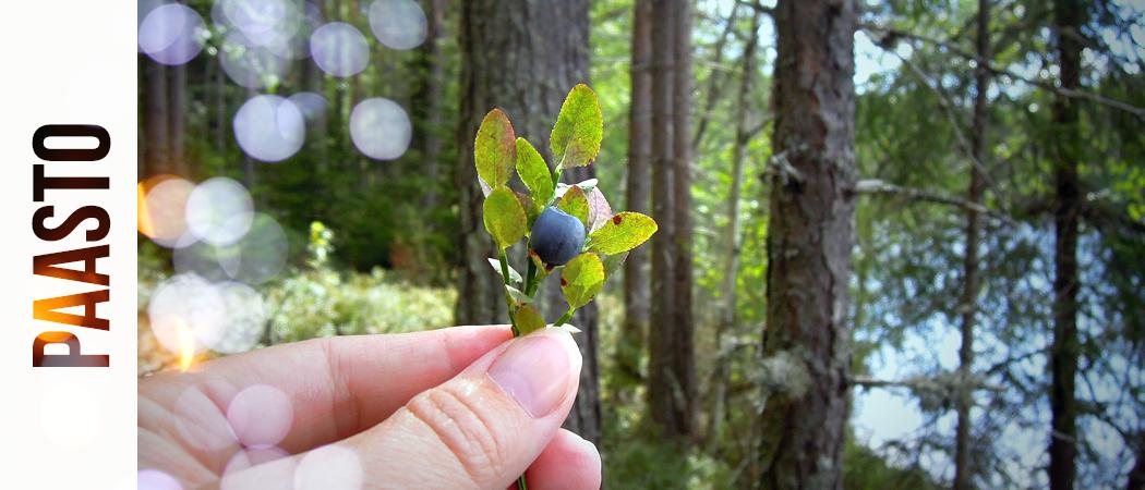 Kädessä mustikanvarpu jossa mustikka, taustalla näkyy kesäinen vihreä metsä ja järvi.