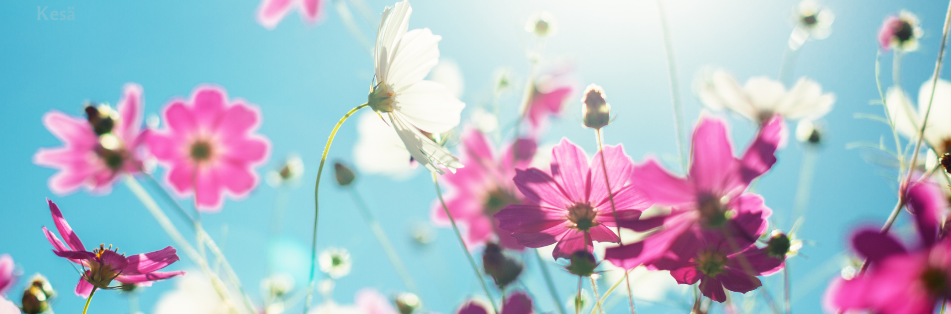 Sininen taivas, valkosia ja pinkejä kukkia