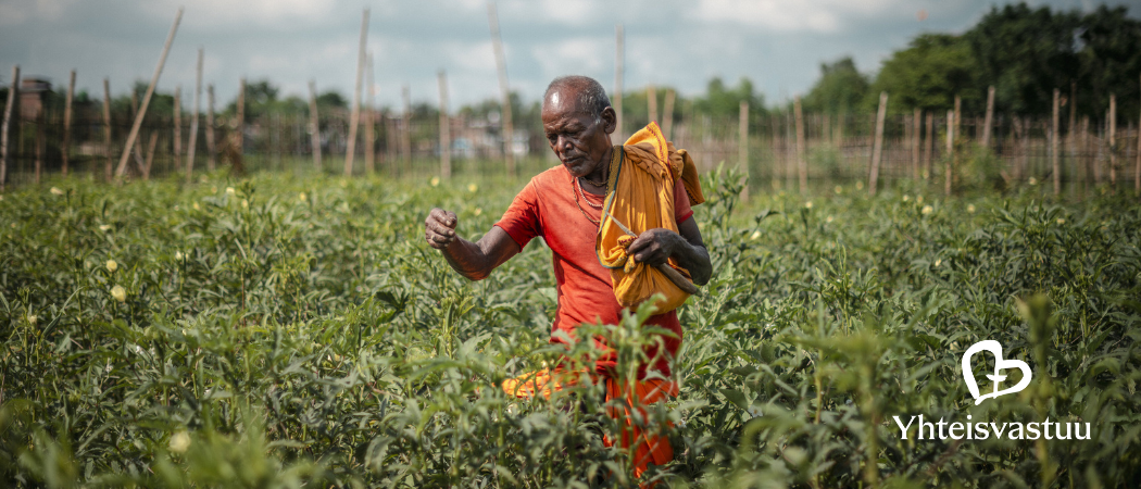 Nepalilainen 59-vuotias Bisheswor Sada vihannespellolla.