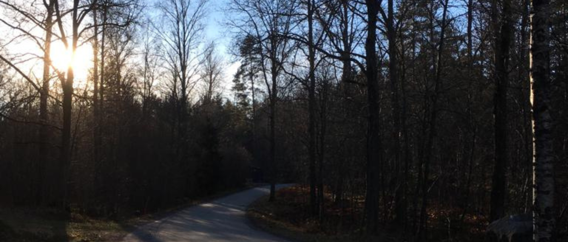 väg i novemberljus, kala träd