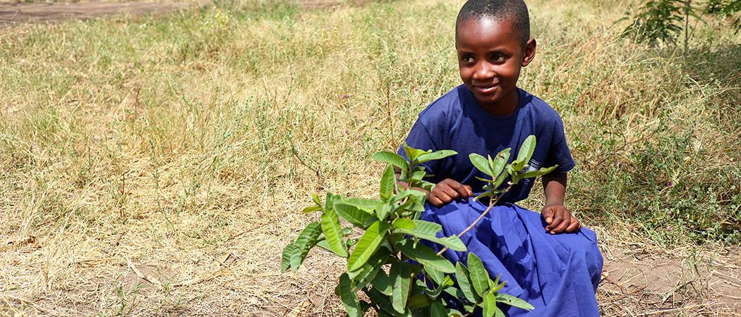 Suomen Lähetysseuran ympäristötyö auttaa istuttamaan puita Tansaniaan.