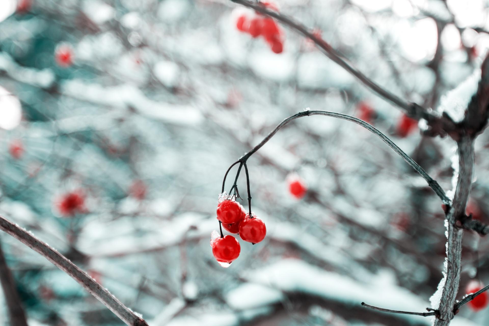 Små röda bär på en suddig bakgrund med kvistar täckt i snö