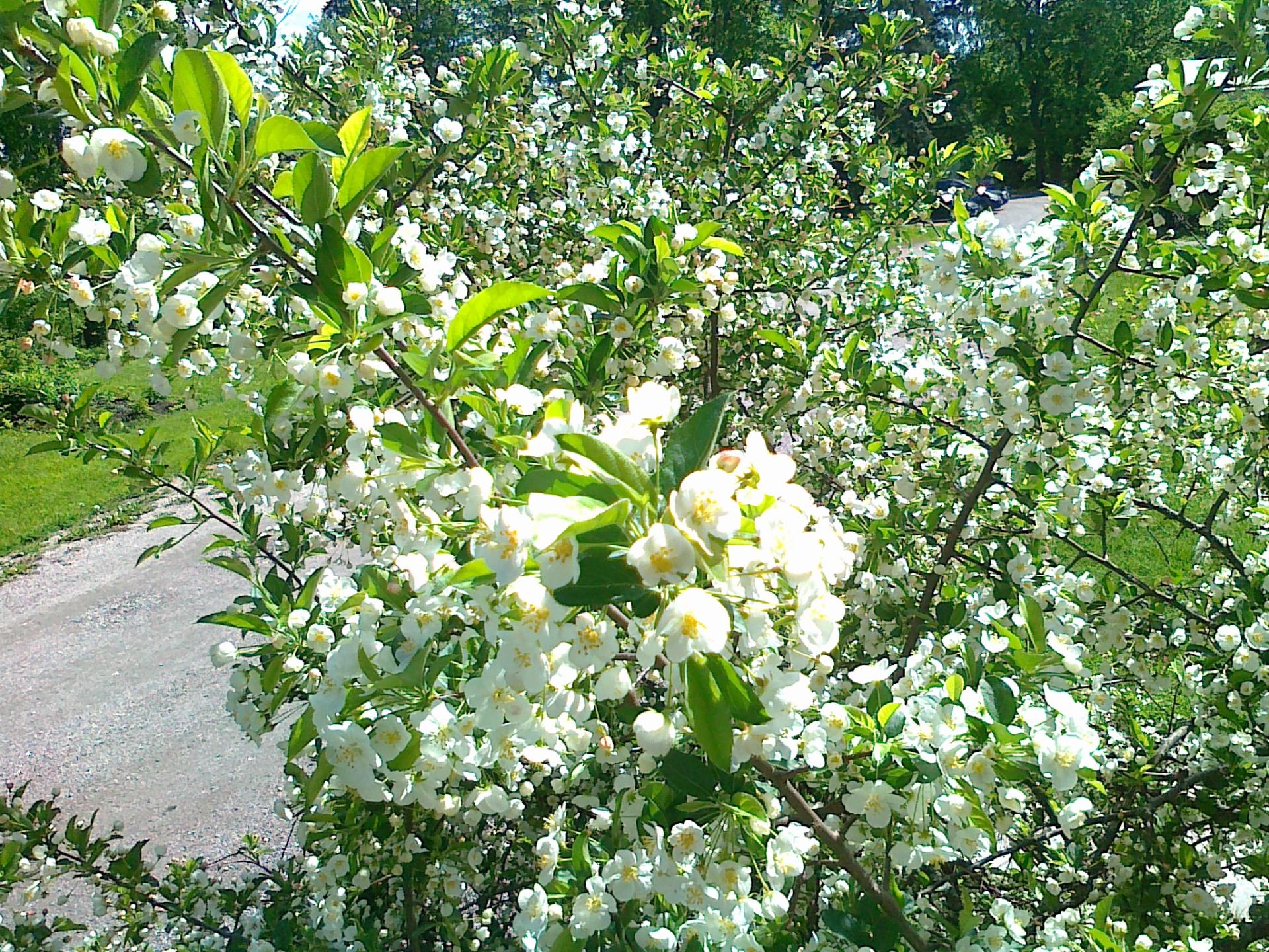 omenapuu kukkii Munkkiniemessä
