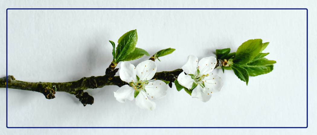 Kukkiva omenapuun oksa vaakasuunnassa vaalealla taustalla.