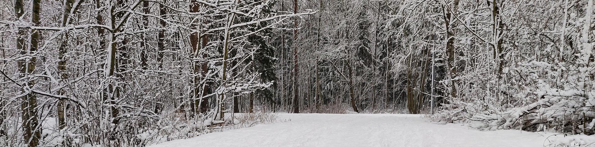 Talvinen polku lumisten puiden ympäröimänä. Nettisivun otsikkokuva