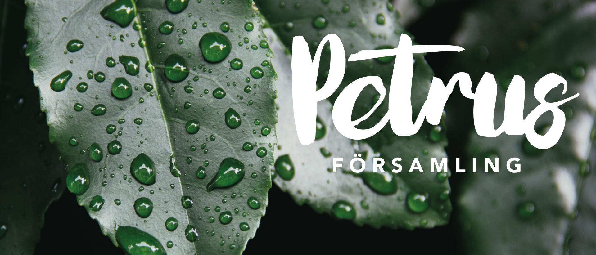 En närbild av ett grönt löv med daggdroppar. En vit logo för Petrus församling är klistrad på bilden.