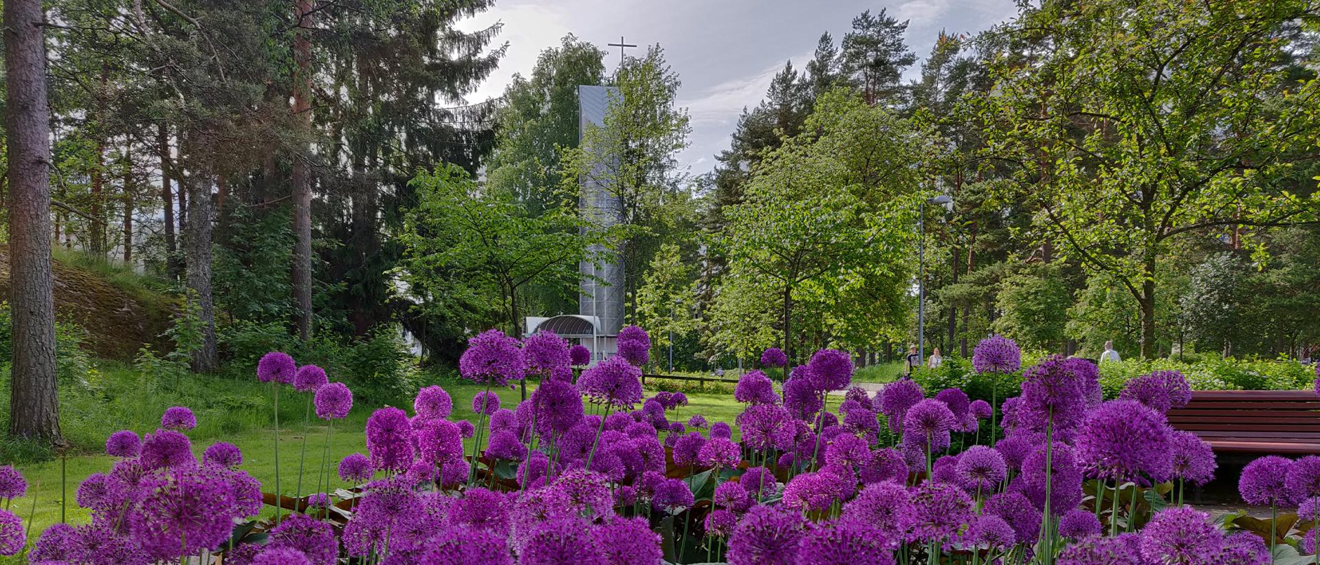 Myllypuron kirkko kuvattuna kesällä etualalla olevien violettien kukkien takaa.