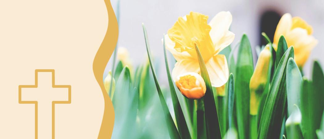 Narsisseja ja keltainen risti.