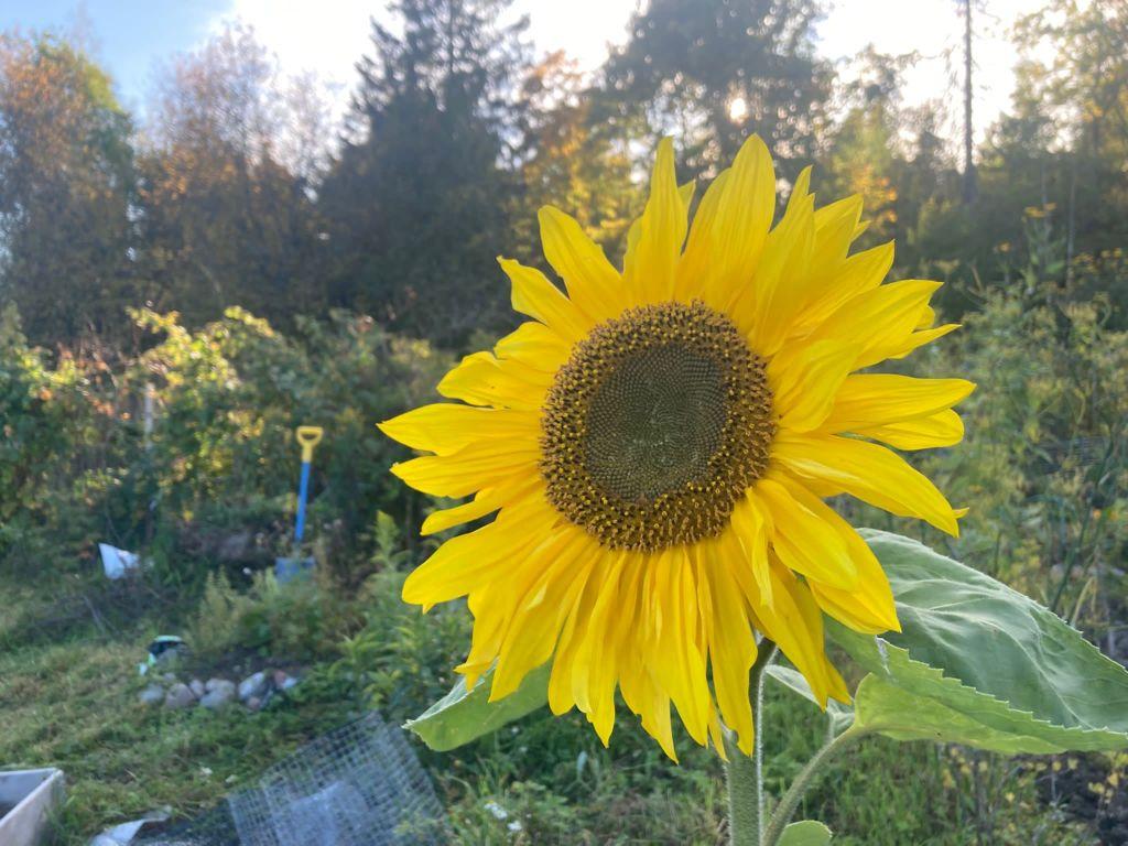 Iso auringonkukka Vartiokylän seurakunnan viljelypalstalla. Kuva: Leena Nygård