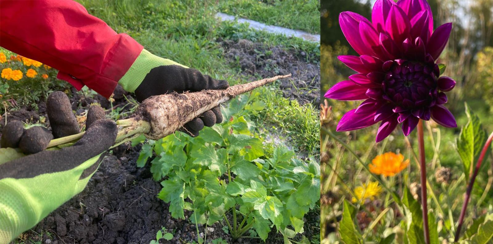 Maasta juuri nostettu palsternakka ja punainen daalia kollaasikuvassa. Kuvat: Leena Nygård